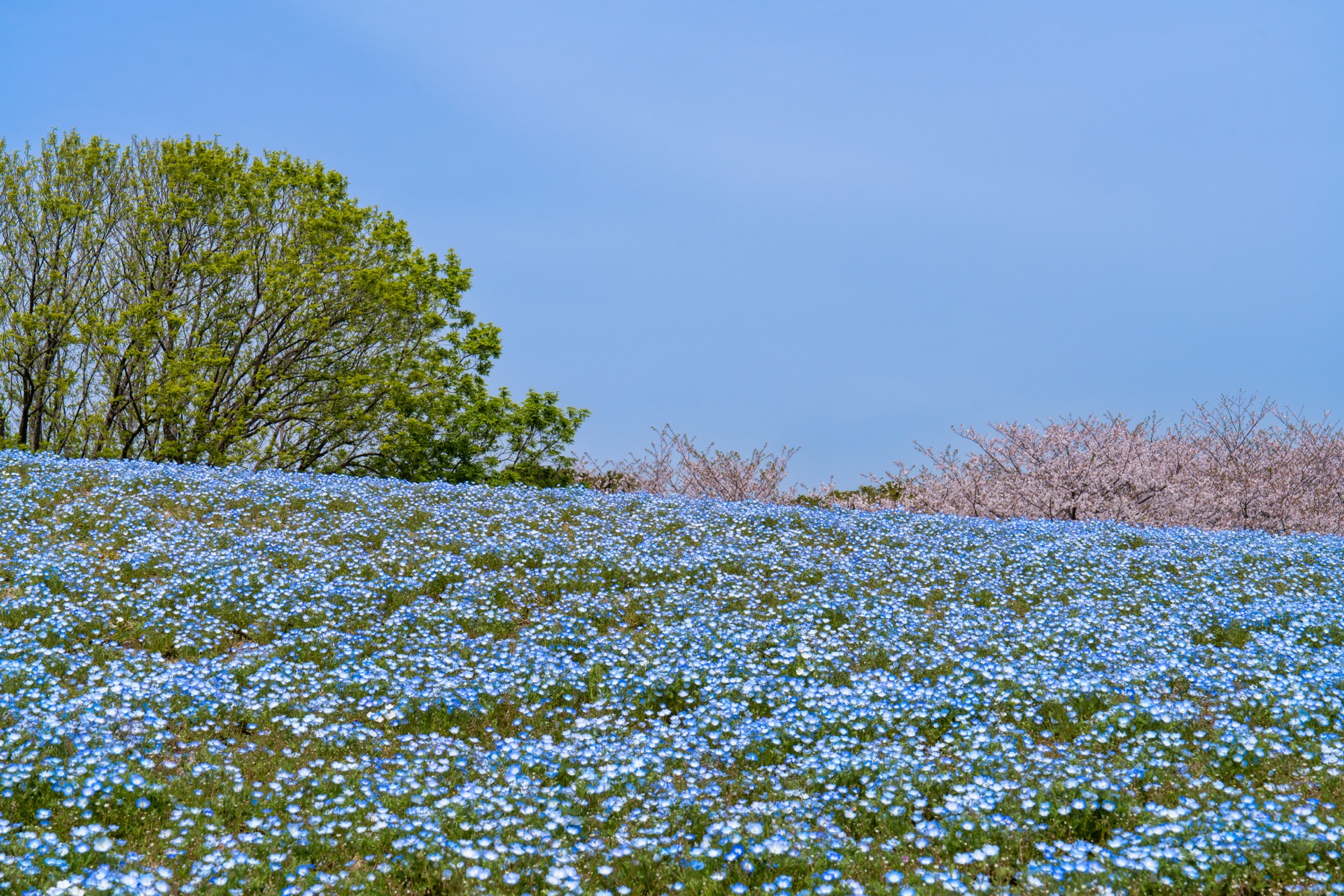 青いネモフィラの花畑
